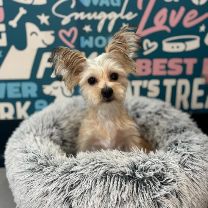 Female Shorkie Puppy for Sale in Charlotte, NC