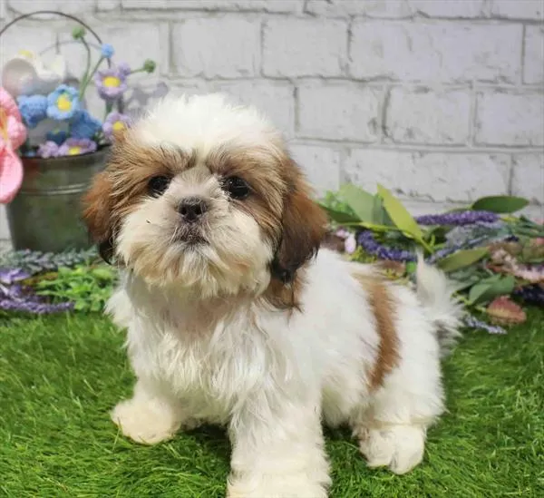 Male Shih Tzu puppy named Kent for sale at Waggles Charlotte.