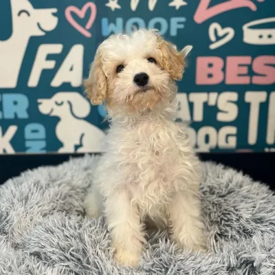 Male Bichapoo Puppy for Sale in Charlotte, NC