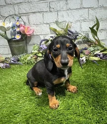 Female Dachshund puppy named Vanessa for sale at Waggles Charlotte.