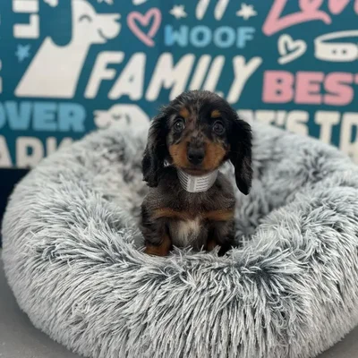 Female Dachshund puppy named Dottie for sale at Waggles Charlotte.
