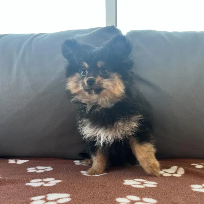 Female Pomeranian Puppy for Sale in Charlotte, NC