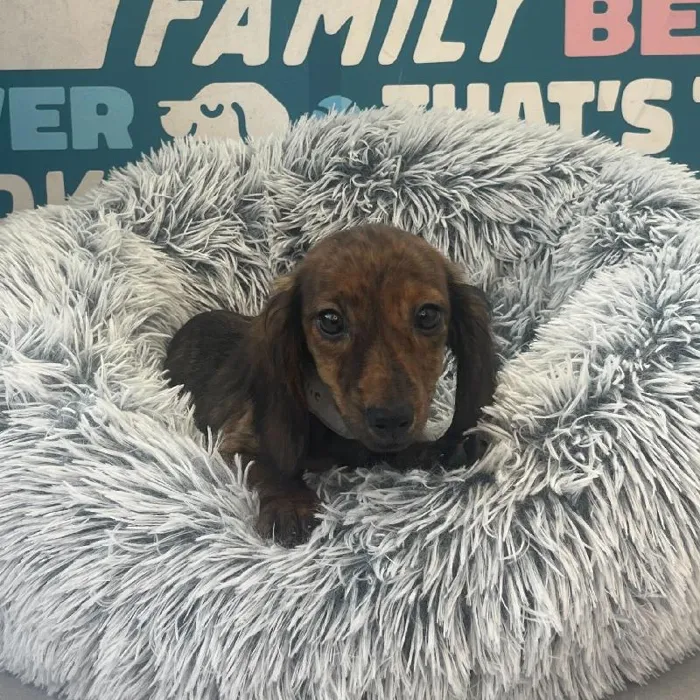 Female Dachshund puppy named Ellie for sale at Waggles Charlotte.