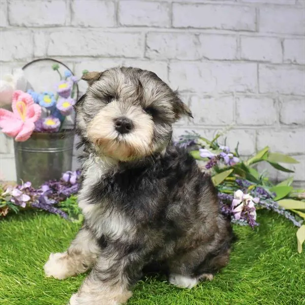 Female Mini Schnauzer puppy named Malibu for sale at Waggles Charlotte.