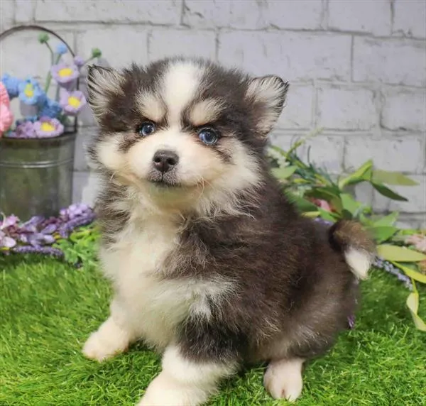 Female Pomsky 2Nd Gen puppy named Winter for sale at Waggles Raleigh.