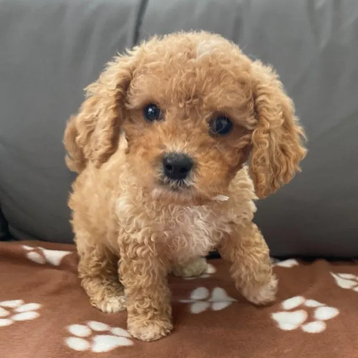 Male Cavapoo Puppy for Sale in Charlotte, NC