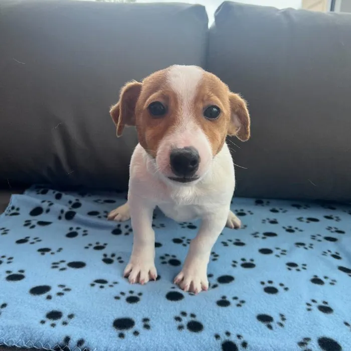 Male Jack Russell Terrier Puppy for Sale in Charlotte, NC