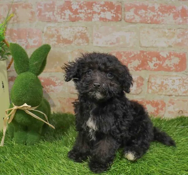 Male Maltipoo puppy named Sid for sale at Waggles Charlotte.