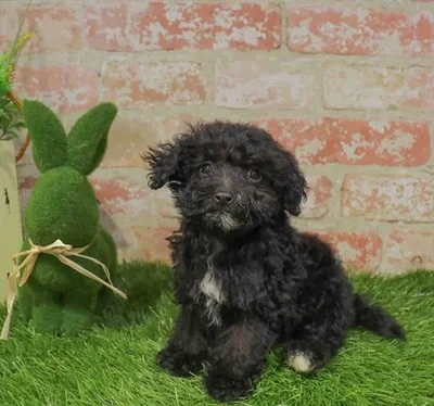 Male Maltipoo puppy named Sid for sale at Waggles Charlotte.