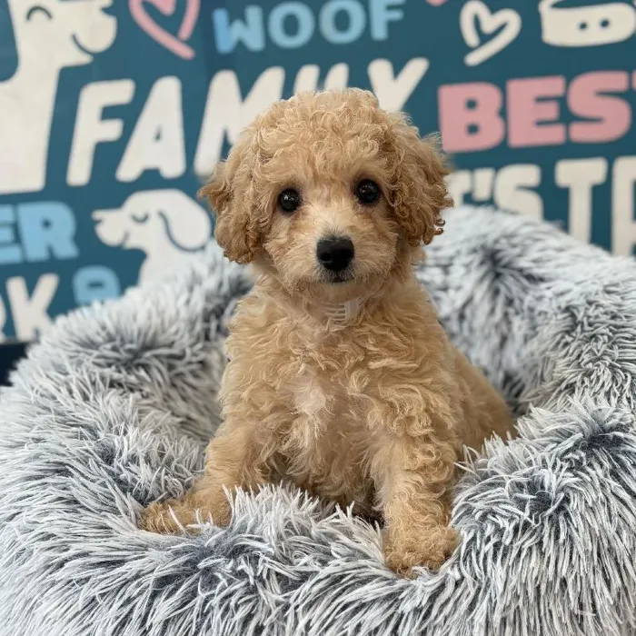 Male Bichapoo puppy named Thor for sale at Waggles Charlotte.