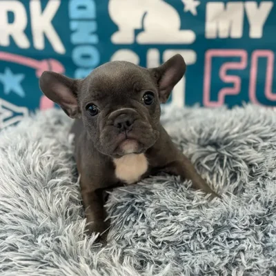 Male French Bulldog Puppy for Sale in Charlotte, NC