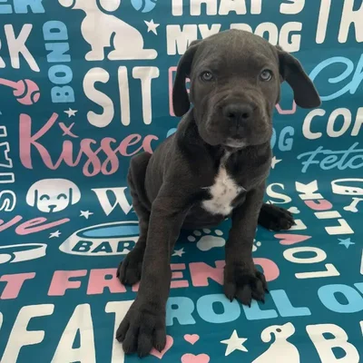 Female Cane Corso Puppy for Sale in Charlotte, NC