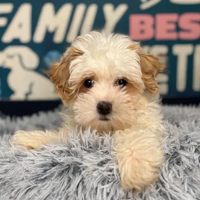 Female Shipoo Puppy for Sale in Charlotte, NC