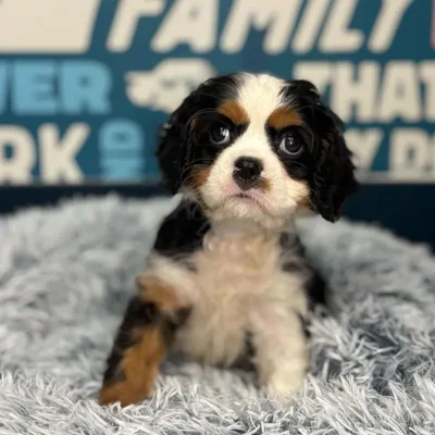 Male Cavalier King Charles Spaniel Puppy for Sale in Charlotte, NC