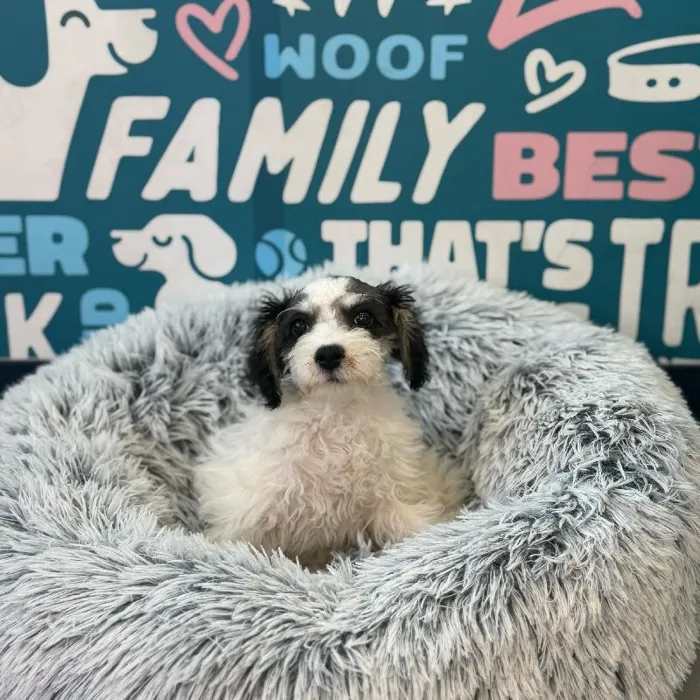 Female Schnoodle Puppy for Sale in Charlotte, NC