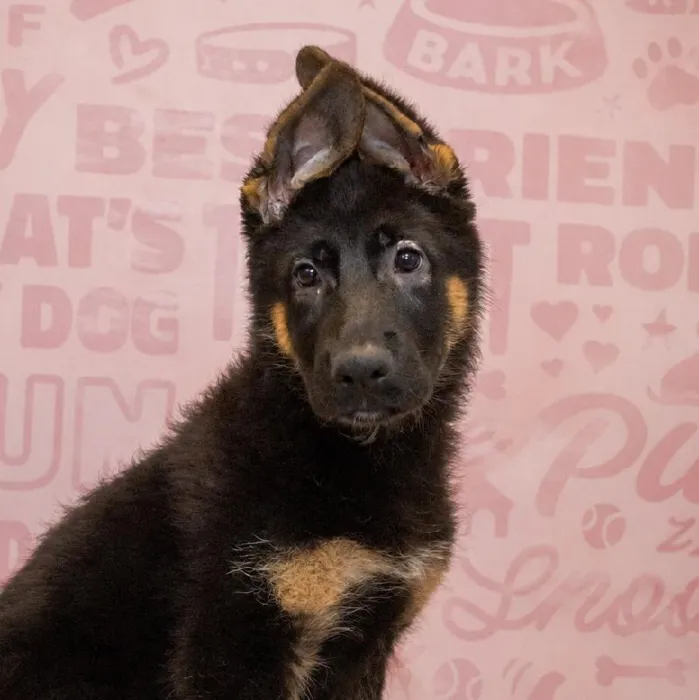 Male German Shepherd puppy named Woody for sale at Waggles Greensboro.