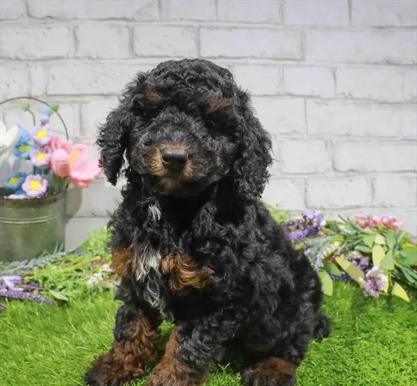 Female Poodle puppy named Jessie for sale at Waggles Greensboro.