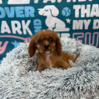 Male Cavalier King Charles Spaniel Puppy for Sale in Charlotte, NC