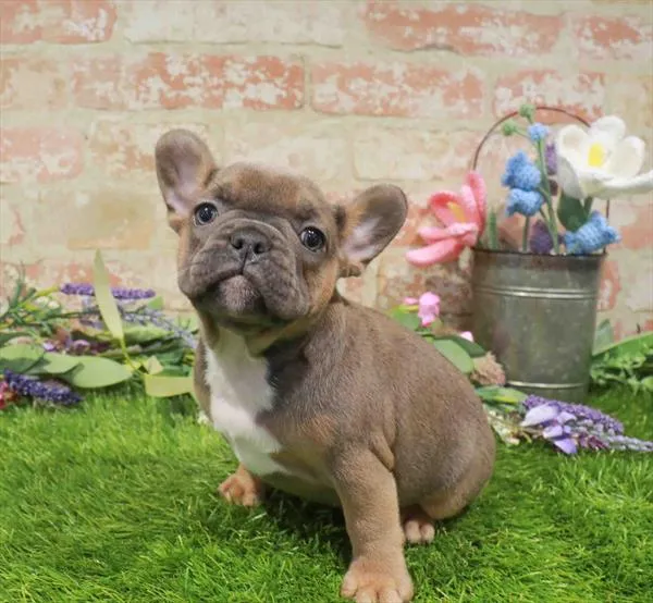 Female French Bulldog puppy named Faith for sale at Waggles Charlotte.
