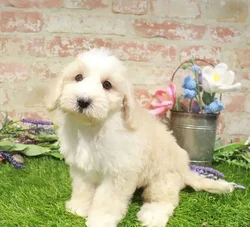 Male Mini Bernedoodle 2Nd Gen puppy named Brooks for sale at Waggles Charlotte.