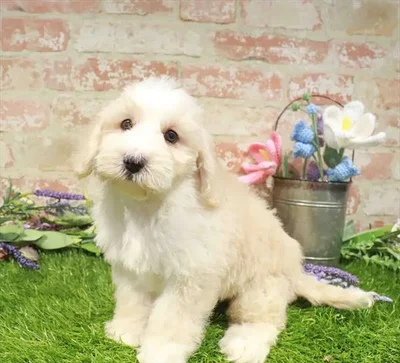 Male Mini Bernedoodle 2Nd Gen puppy named Brooks for sale at Waggles Charlotte.
