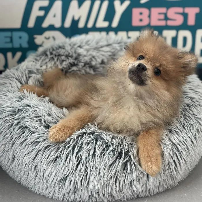 Male Pomeranian puppy named Cash for sale at Waggles Charlotte.