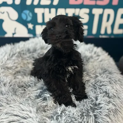 Female Schnoodle Puppy for Sale in Charlotte, NC