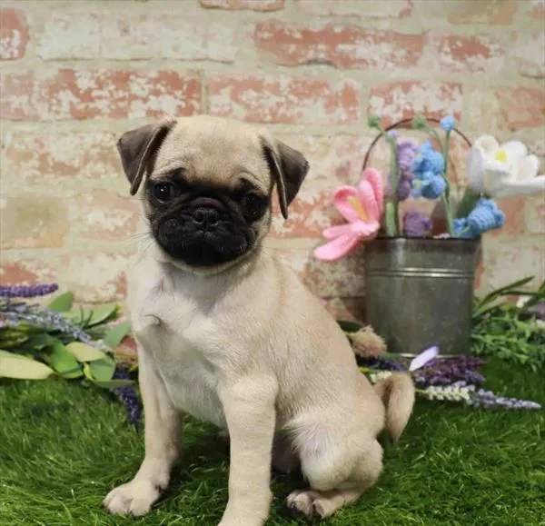 Female Pug puppy for sale at Waggles Greensboro.