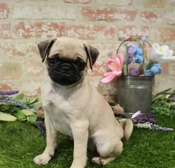 Female Pug puppy for sale at Waggles Greensboro.