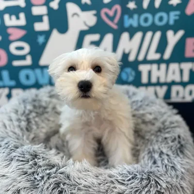 Male Schnoodle Puppy for Sale in Charlotte, NC