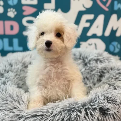 Male Cavapoo Puppy for Sale in Charlotte, NC