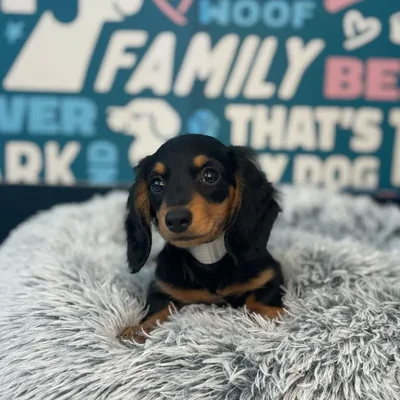 Female Dachshund Puppy for Sale in Charlotte, NC