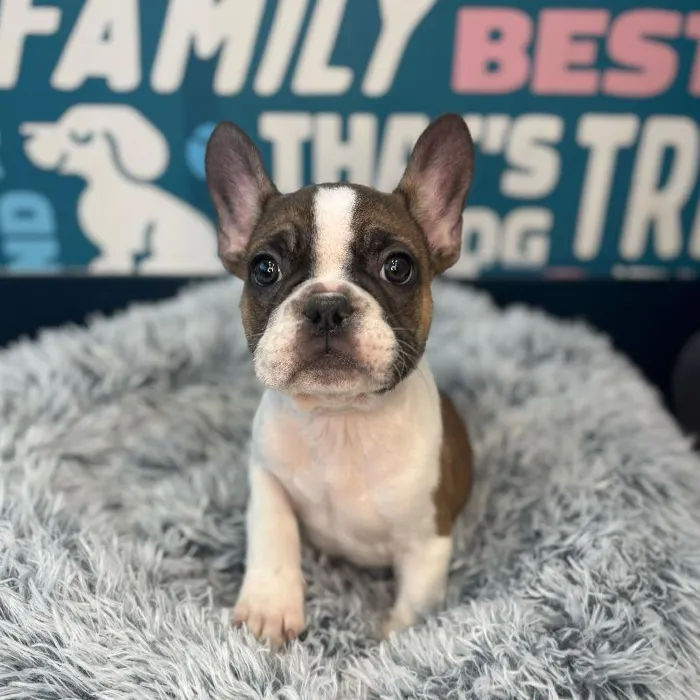 Male French Bulldog Puppy for Sale in Charlotte, NC