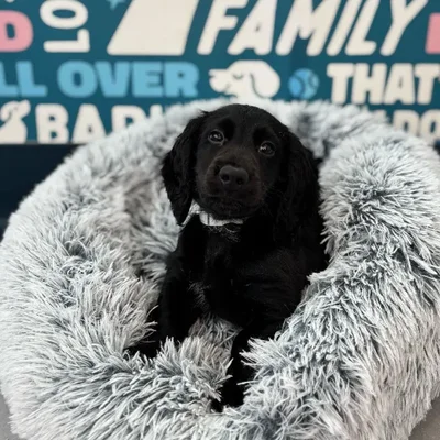 Male Dachshund Puppy for Sale in Charlotte, NC