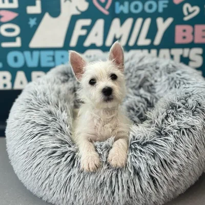 Male West Highland White Terrier puppy named Rex for sale at Waggles Charlotte.