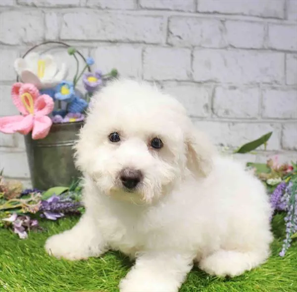 Male Bichon puppy for sale at Waggles Greensboro.