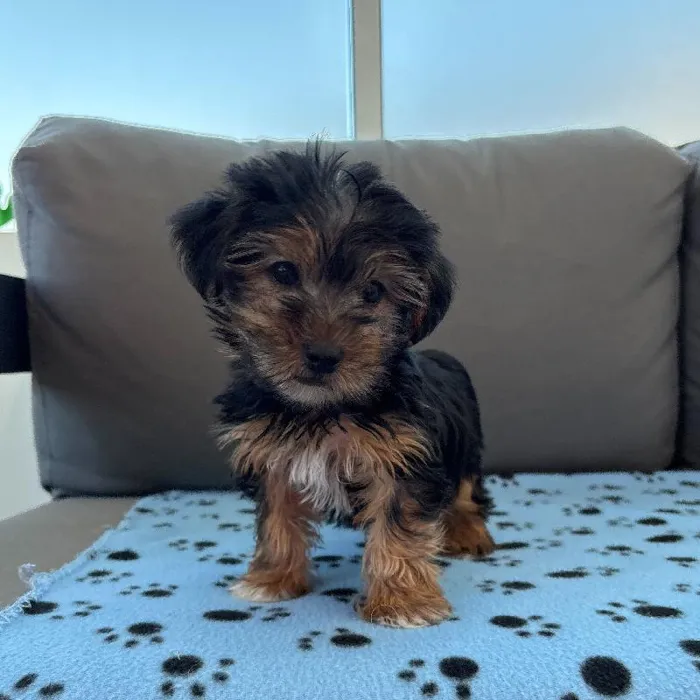 Male Yorkie Puppy for Sale in Charlotte, NC