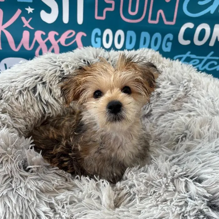 Male Morkie Puppy for Sale in Charlotte, NC