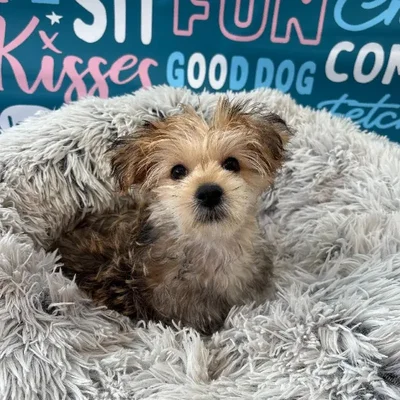 Male Morkie Puppy for Sale in Charlotte, NC