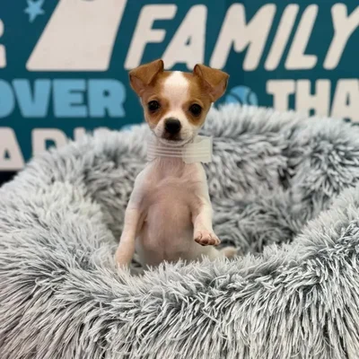 Female Chihuahua Puppy for Sale in Charlotte, NC