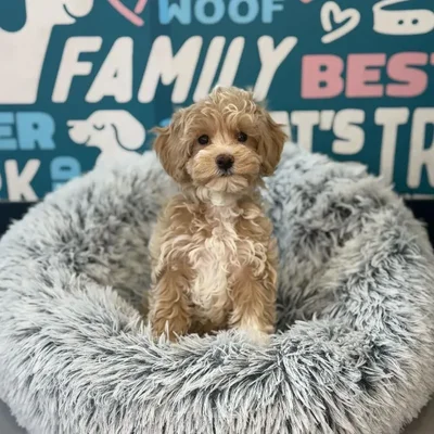 Female Bichapoo Puppy for Sale in Charlotte, NC