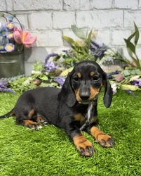 Female Dachshund puppy named Nani for sale at Waggles Greensboro.