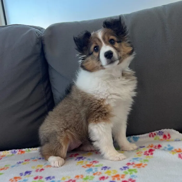 Female Sheltie Puppy for Sale in Charlotte, NC