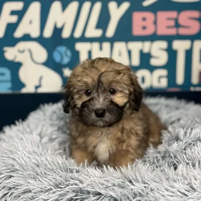 Male Shipoo Puppy for Sale in Charlotte, NC