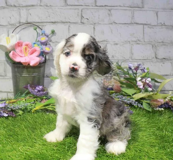 Female Cocker Spaniel puppy named Eclair for sale at Waggles Greensboro.
