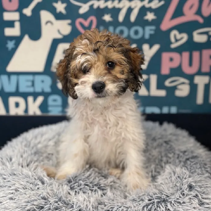 Male Cockapoo Puppy for Sale in Charlotte, NC