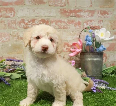 Female Bichapoo puppy named Raelynn for sale at Waggles Charlotte.