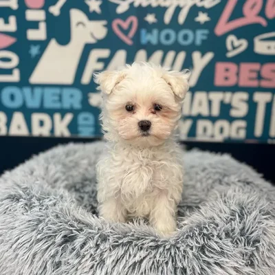 Male Maltese Puppy for Sale in Charlotte, NC