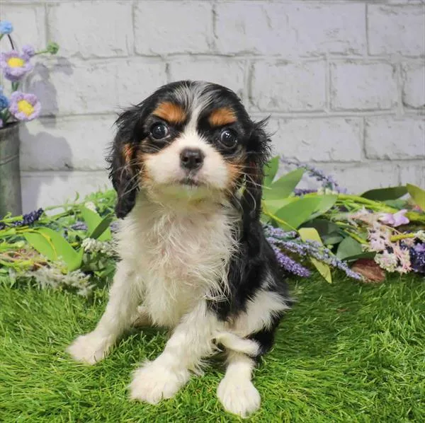 Male Cavalier King Charles Spaniel puppy named Buster for sale at Waggles Charlotte.