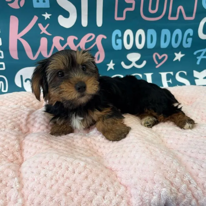 Female Yorkie Puppy for Sale in Charlotte, NC